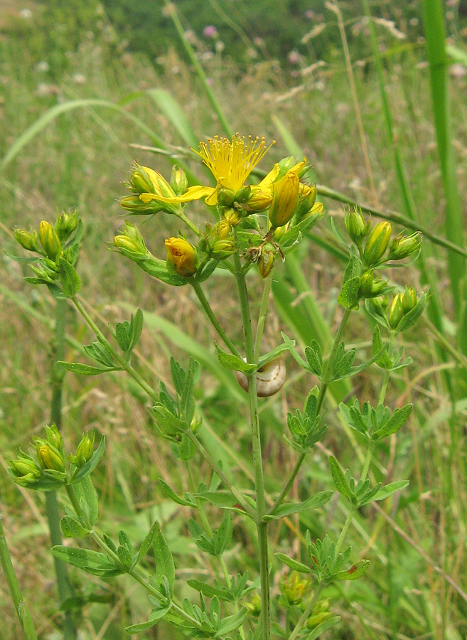 Изображение особи Hypericum perforatum.