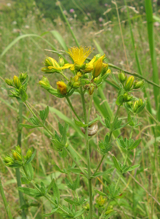 Изображение особи Hypericum perforatum.