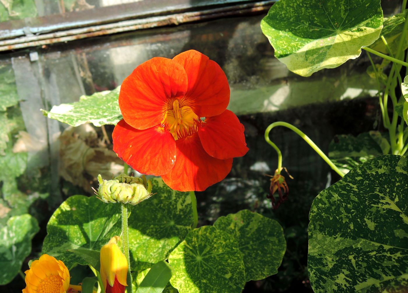 Изображение особи Tropaeolum majus.