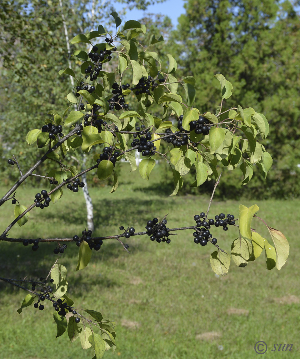 Image of Rhamnus cathartica specimen.