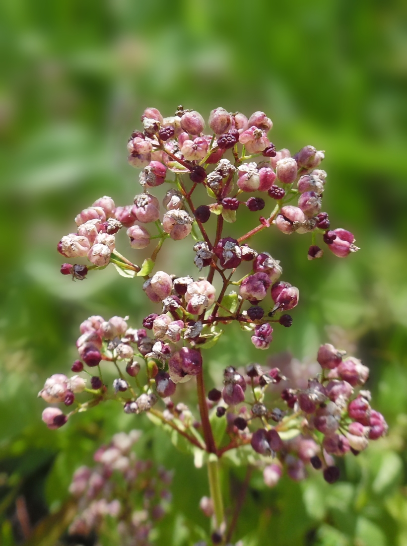 Изображение особи Galium boreale.