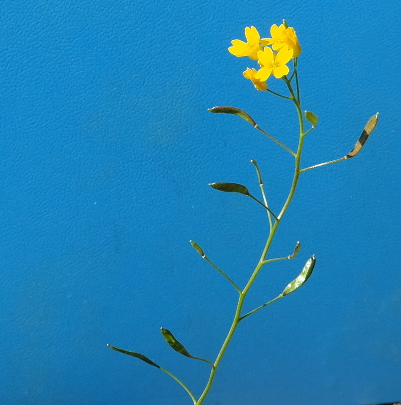 Image of Draba hispida specimen.