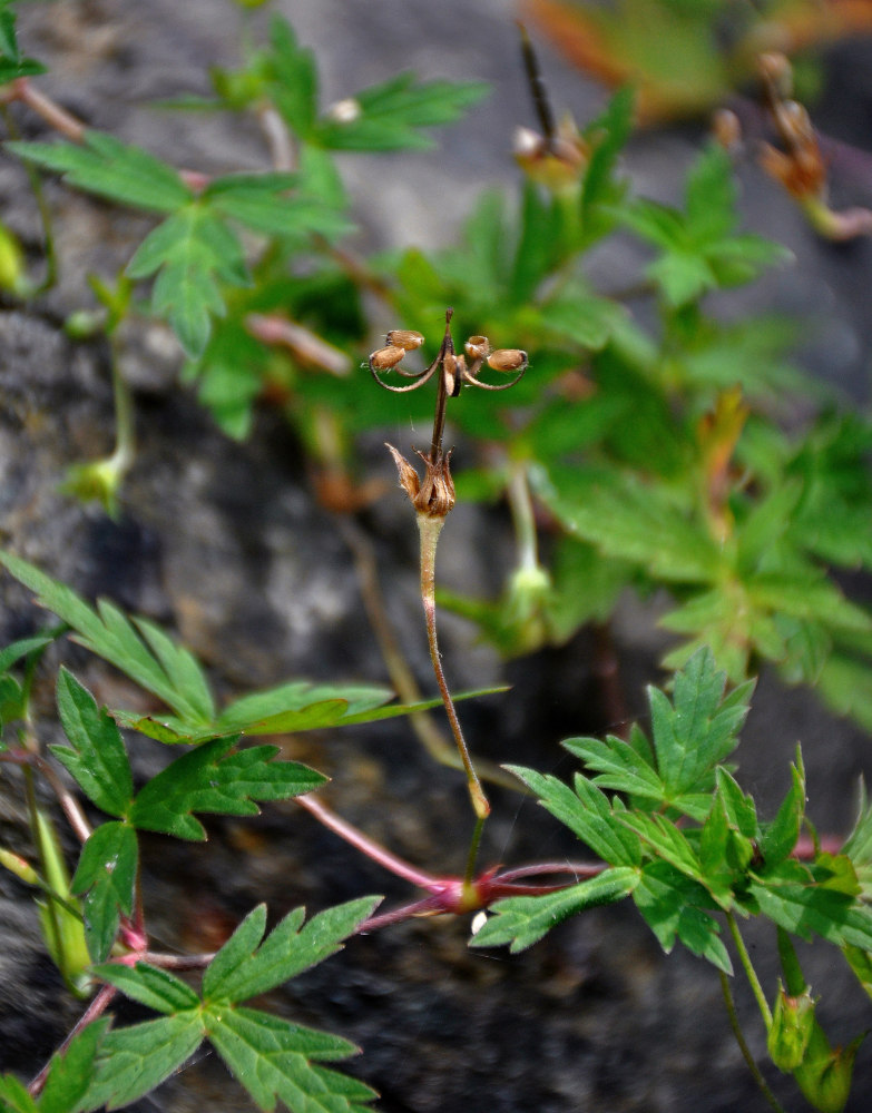 Image of Geranium sibiricum specimen.