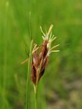 Rhynchospora fusca