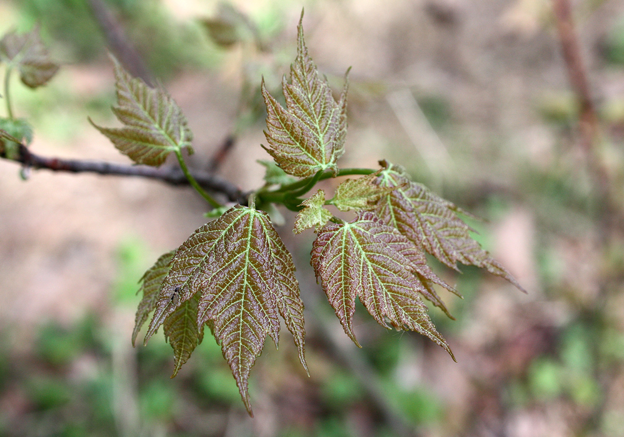 Image of Acer rubrum specimen.