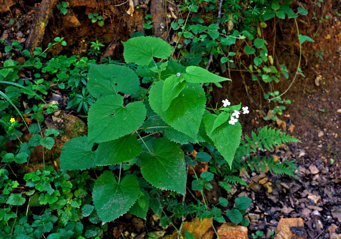 Изображение особи Lunaria rediviva.