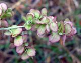 Atriplex aucheri. Верхушка побега с плодами. Астраханская обл., окр. Пойменного, обочина дороги. 24.09.2019.