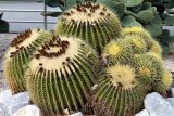 Echinocactus grusonii