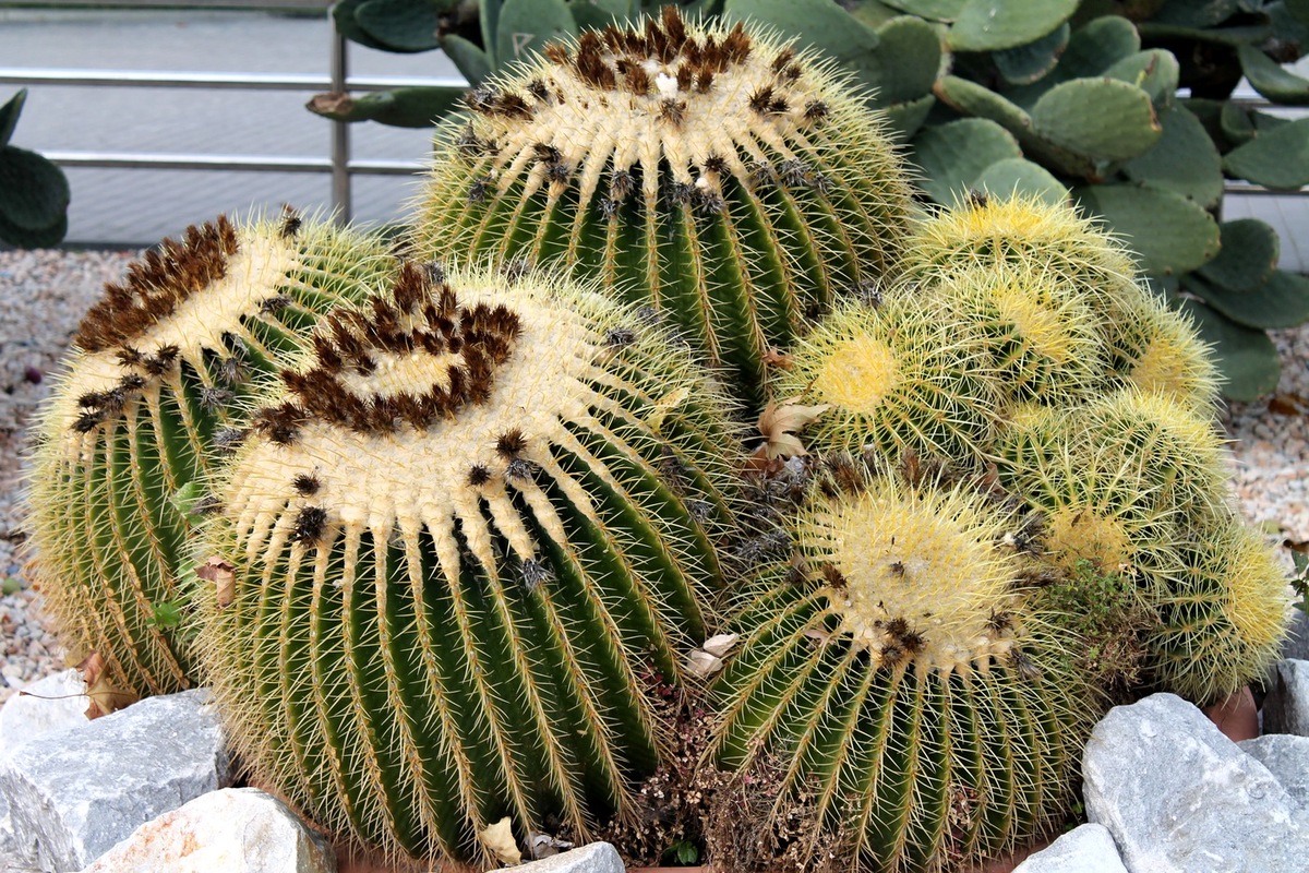 Image of Echinocactus grusonii specimen.