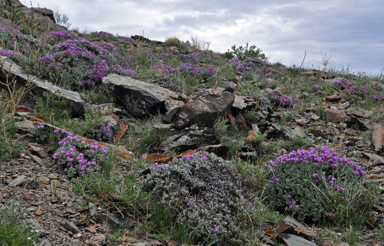 Изображение особи Oxytropis tragacanthoides.