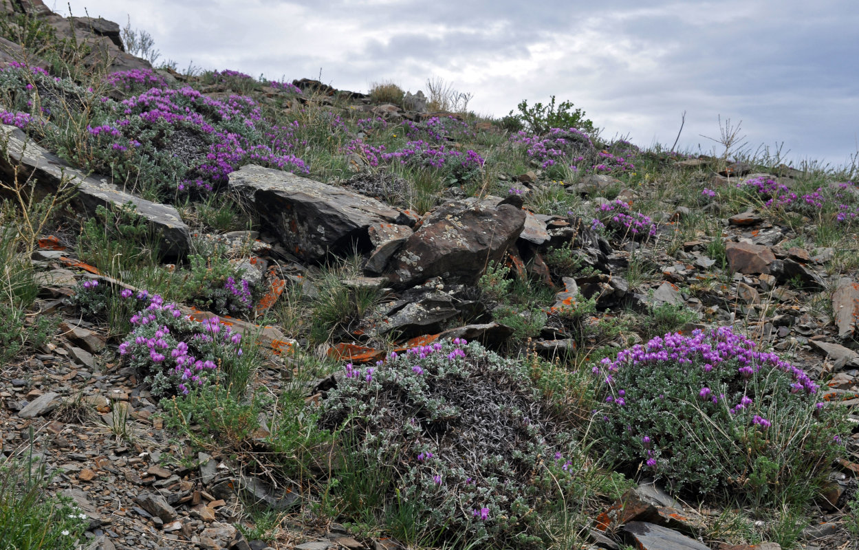 Изображение особи Oxytropis tragacanthoides.