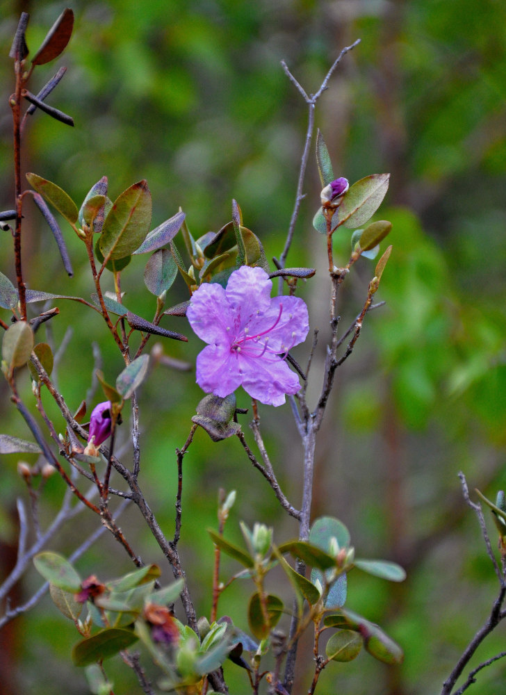 Image of Rhododendron ledebourii specimen.