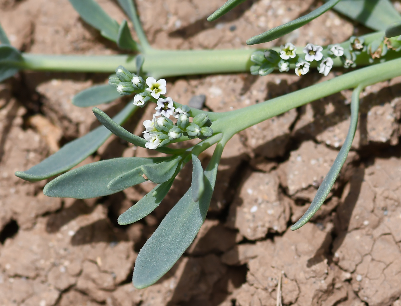 Изображение особи Heliotropium curassavicum.