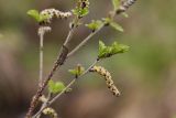 Betula humilis