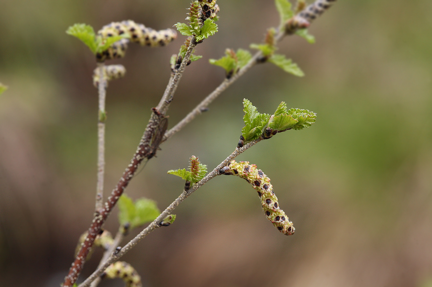 Изображение особи Betula humilis.