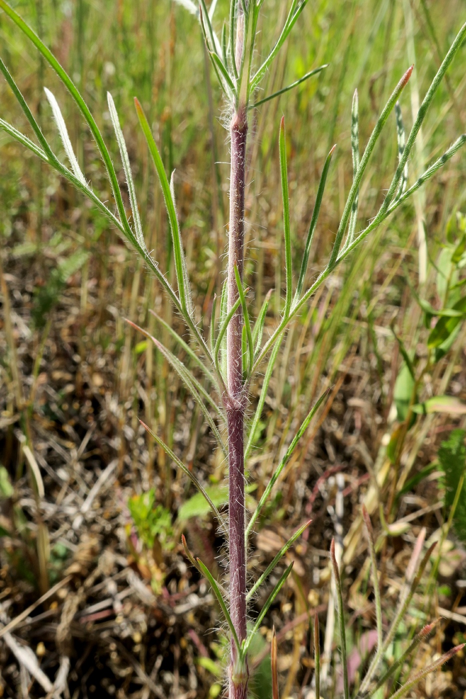 Image of Lomelosia argentea specimen.