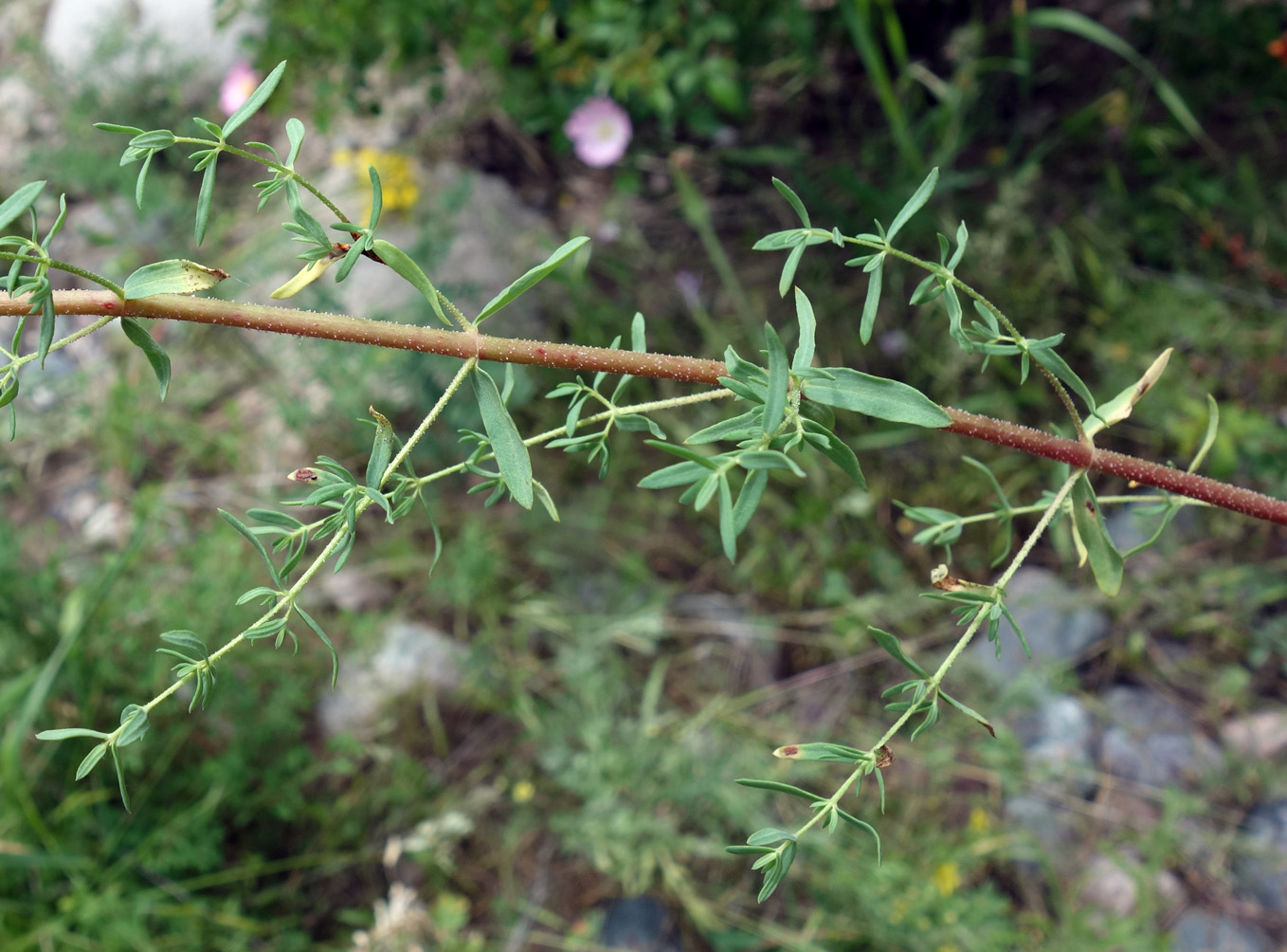 Изображение особи Hypericum scabrum.