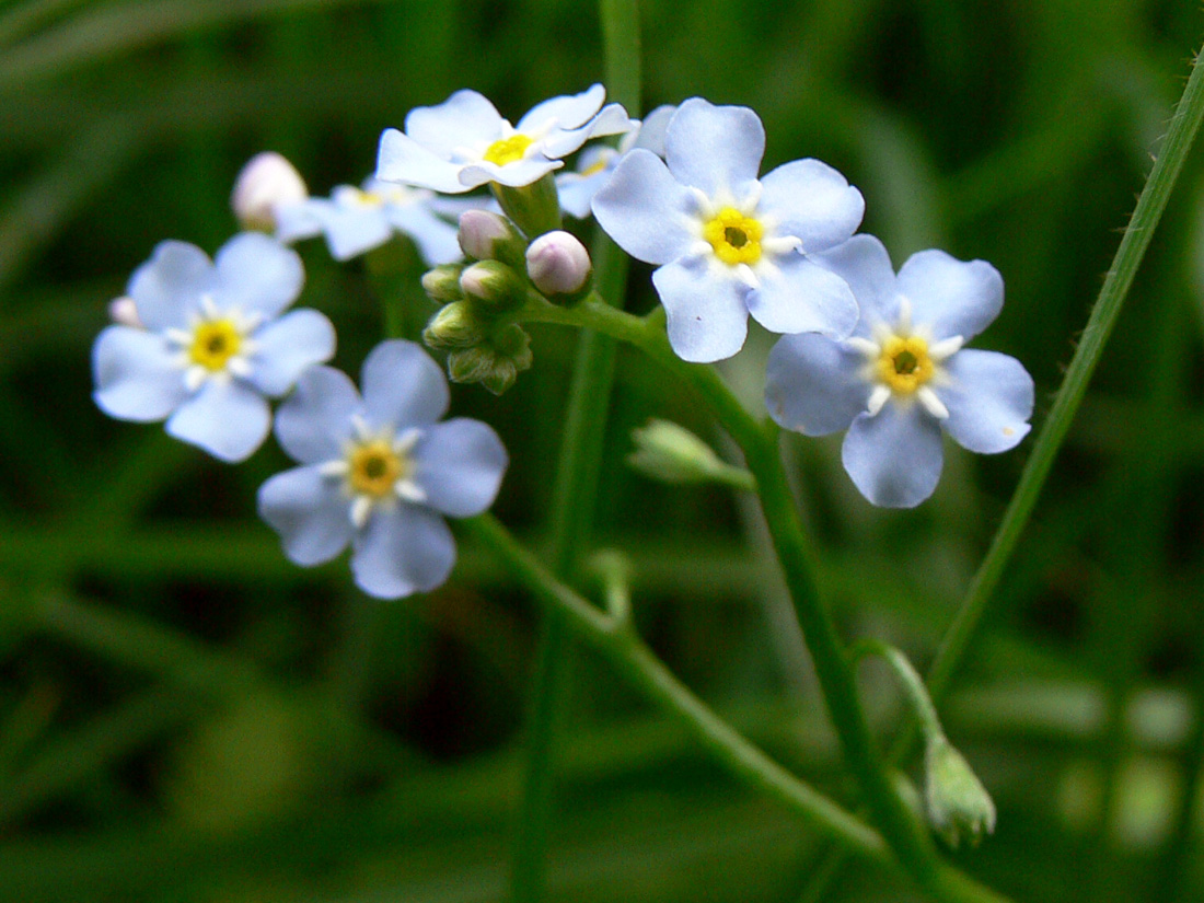 Изображение особи Myosotis palustris.