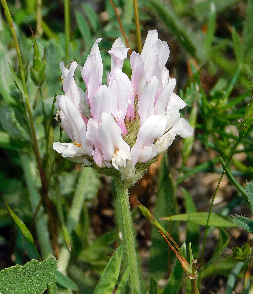 Image of Astragalus onobrychis specimen.