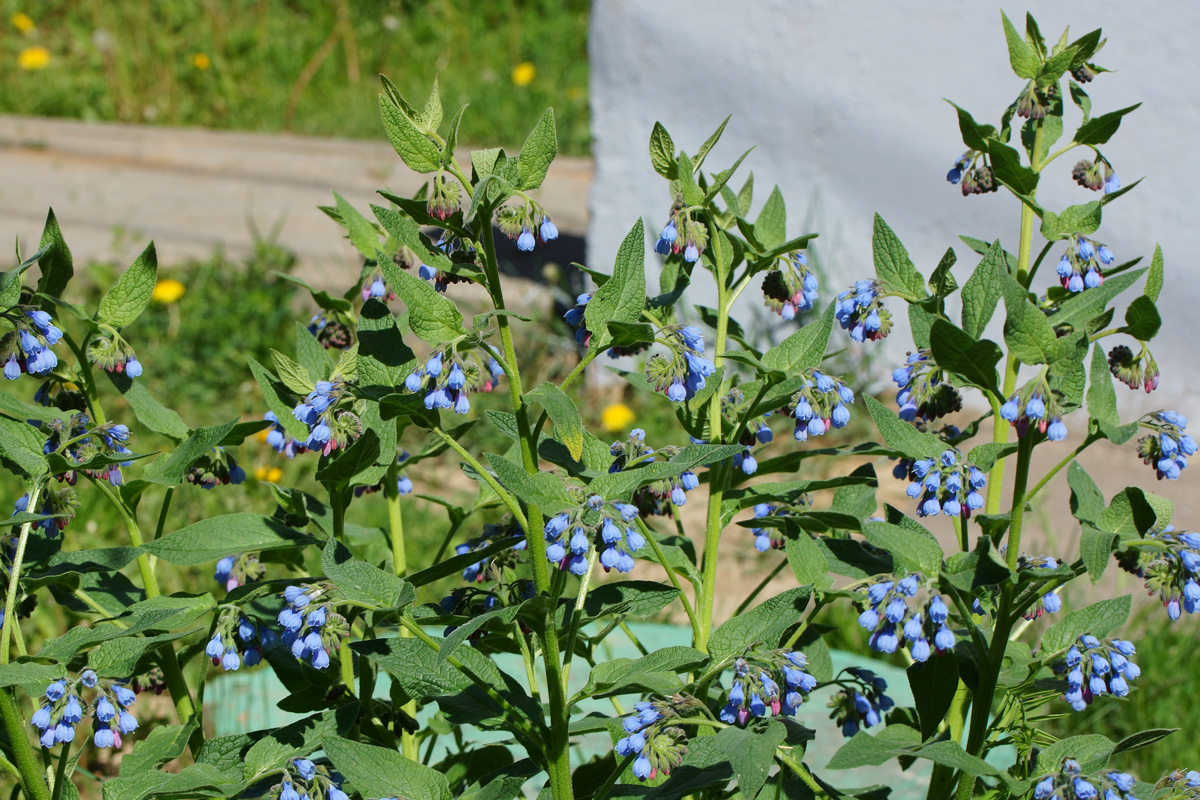 Изображение особи Symphytum caucasicum.