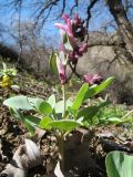 Corydalis ledebouriana. Цветущее растение. Южный Казахстан, сев. макросклон зап. части Киргизского хр., ущ. Шошкалы, ≈ 1000 м н.у.м., под пологом тугайного колка у выхода родника. 30 марта 2020 г.