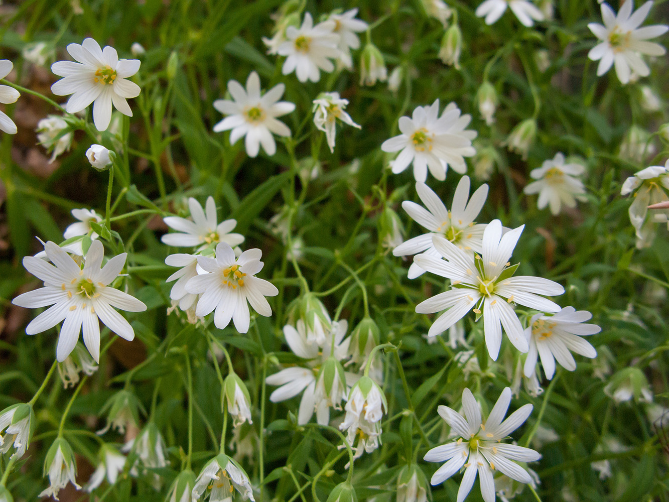 Image of Stellaria holostea specimen.