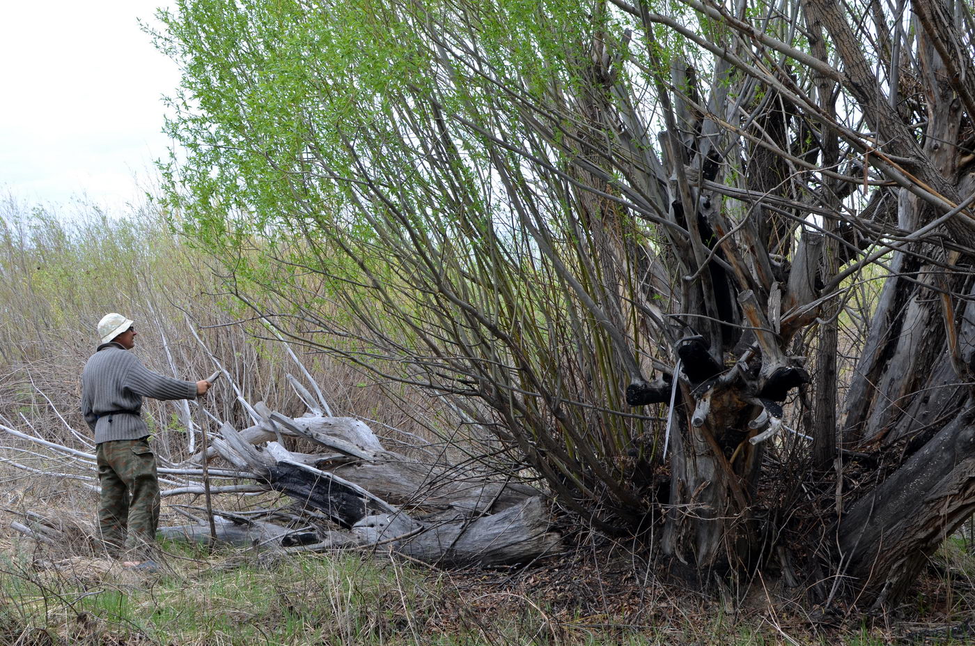 Изображение особи Salix acutifolia.