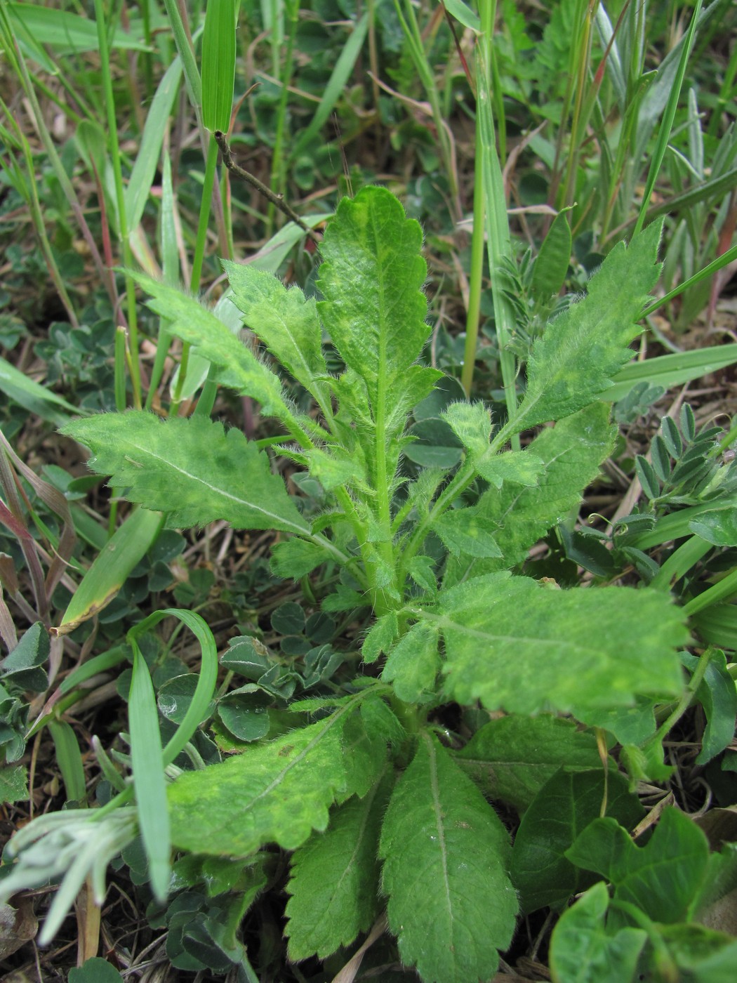 Изображение особи семейство Dipsacaceae.