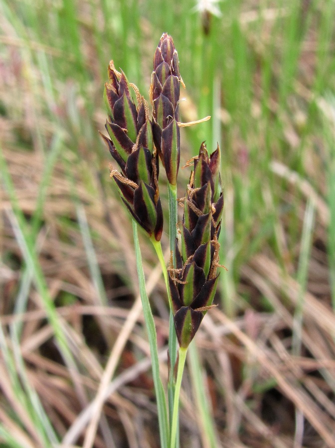 Image of Carex limosa specimen.