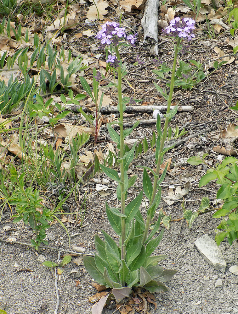 Изображение особи Hesperis pycnotricha.