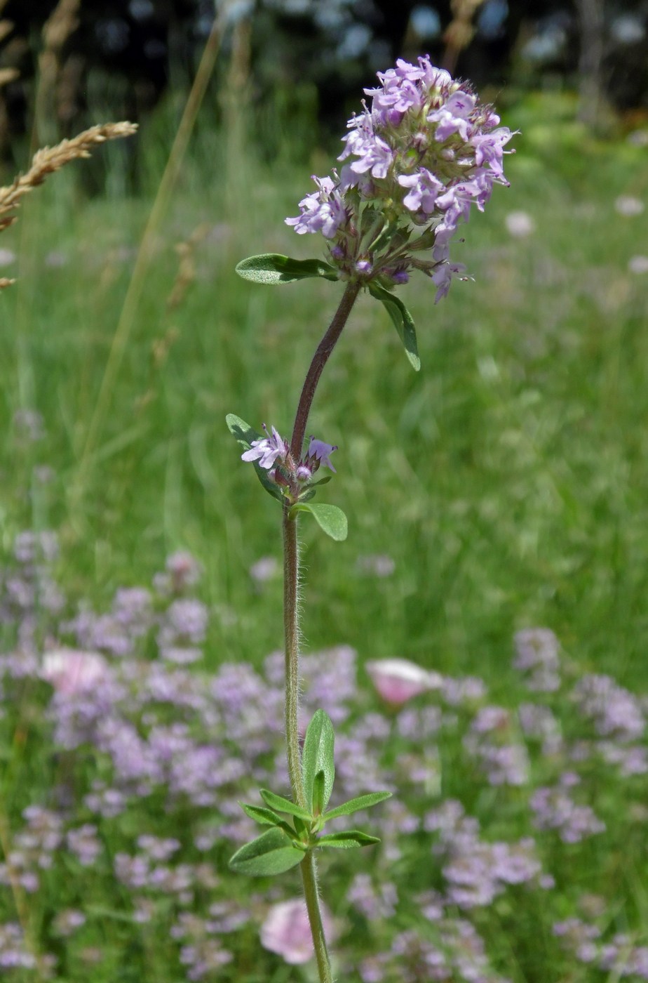 Изображение особи Thymus marschallianus.