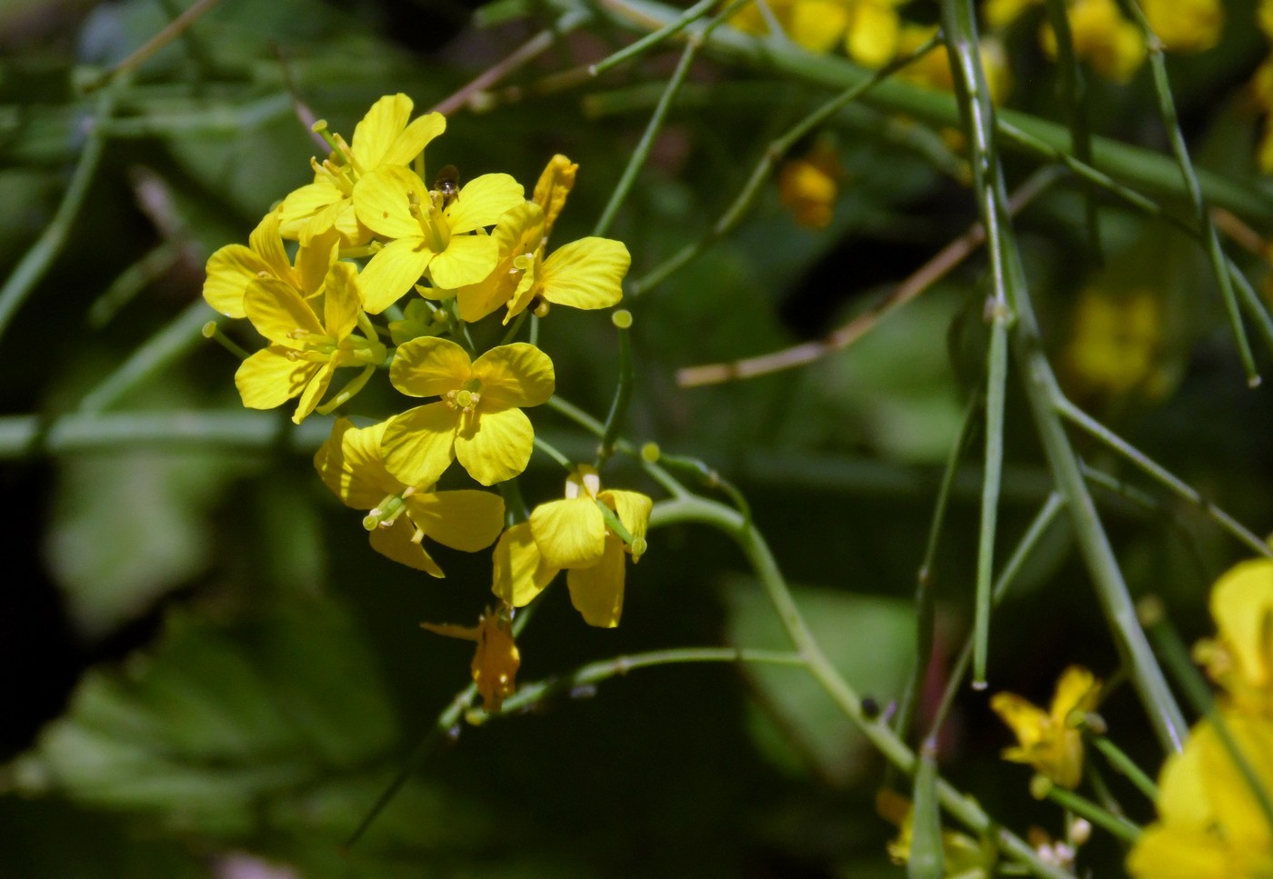 Image of Brassica campestris specimen.