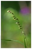 Melica nutans. Соцветие. Республика Татарстан, Муслюмовский район, 18.05.2008.