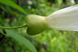 Calystegia silvatica. Прицветники и основание венчика цветка. Республика Адыгея, г. Майкоп, южная окраина, водораздельный хребет Нагиеж-Уашх, кустарниковые заросли, у тропинки. 21.06.2020.