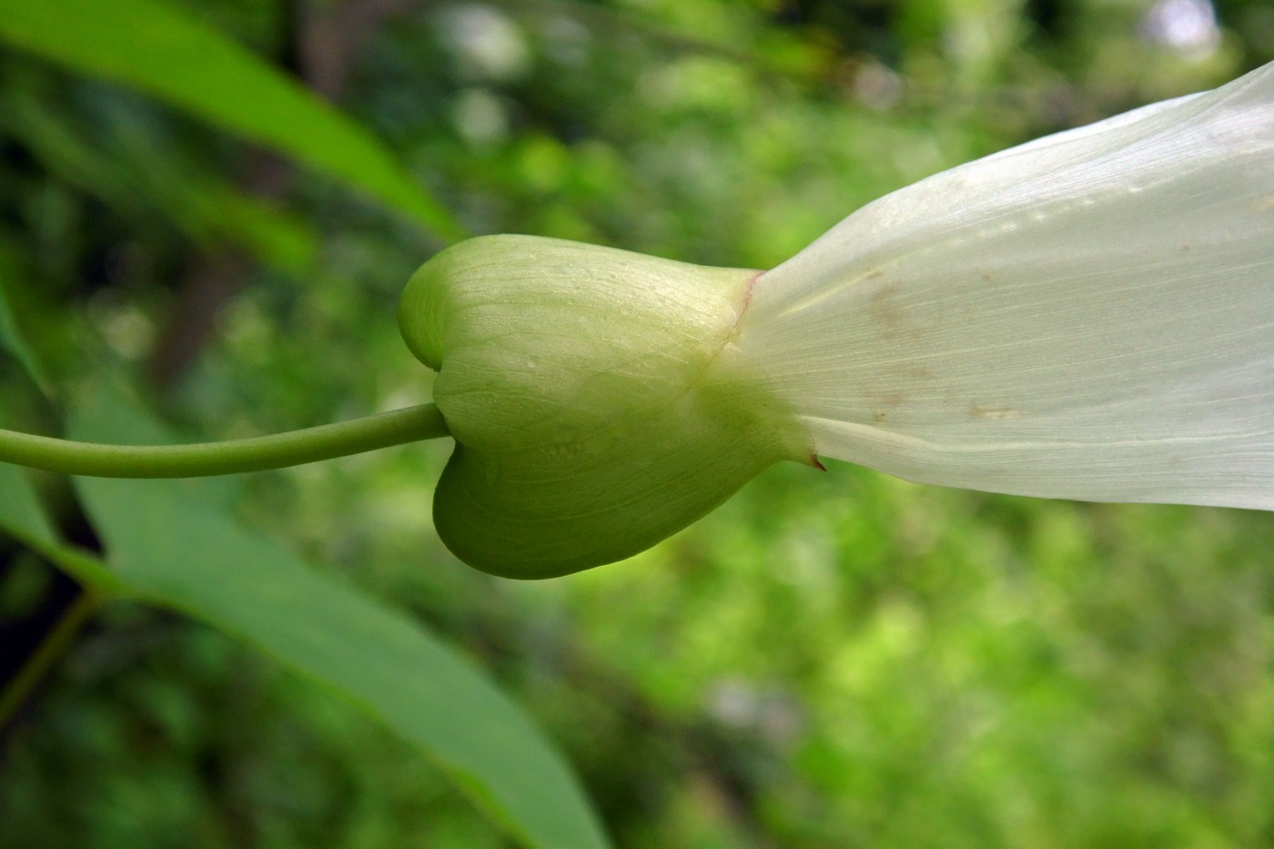 Изображение особи Calystegia silvatica.