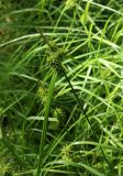 Carex flava