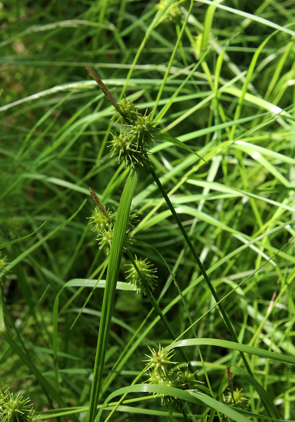 Image of Carex flava specimen.