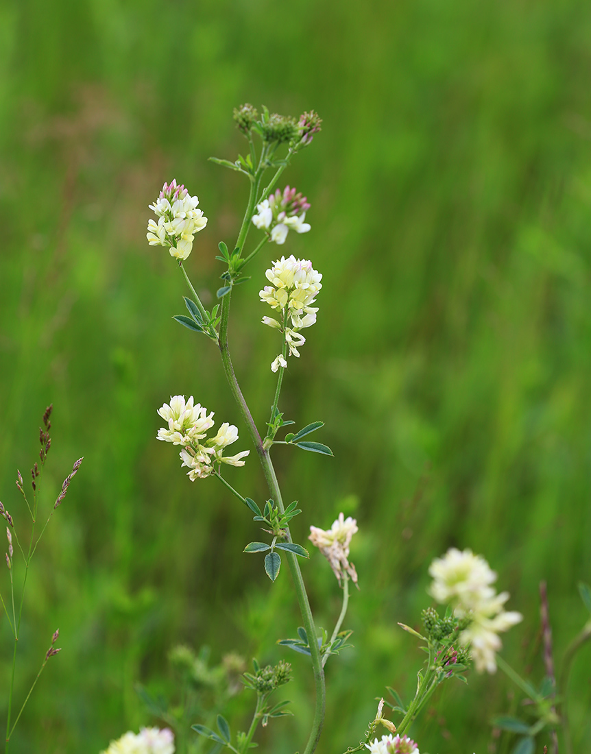 Image of Medicago &times; varia specimen.