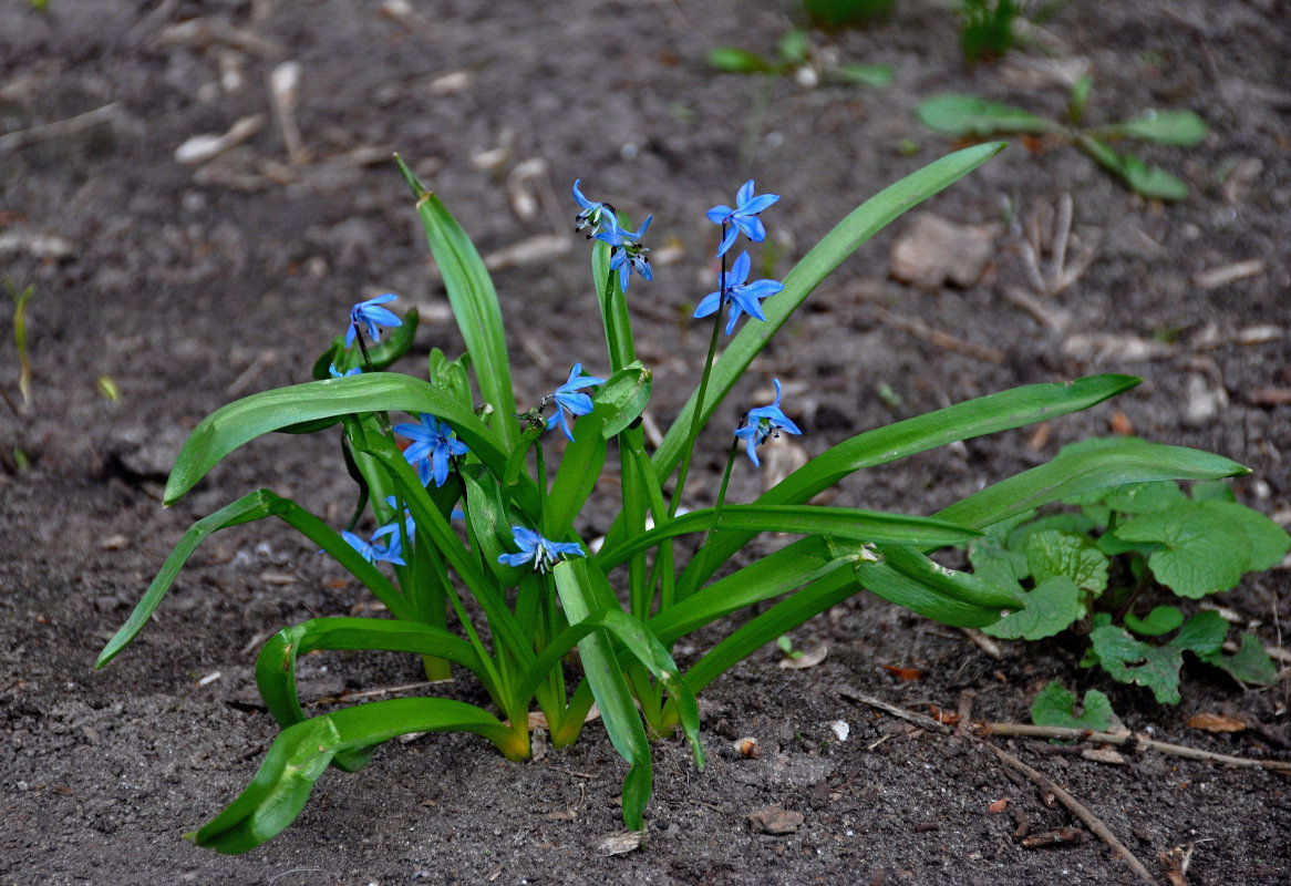 Изображение особи Scilla siberica.