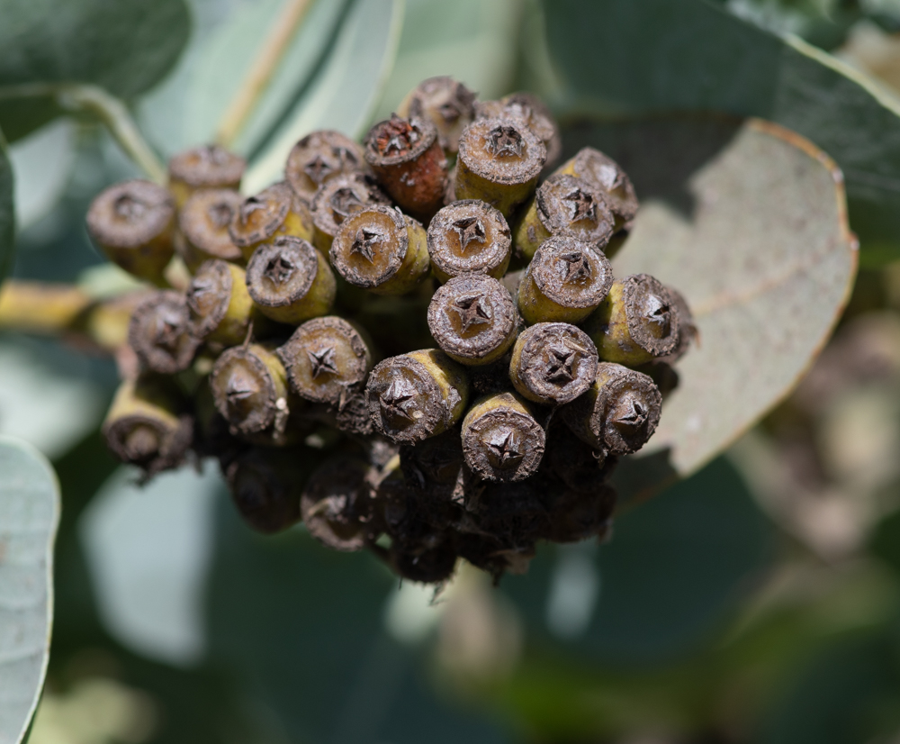 Image of Eucalyptus pruinosa specimen.