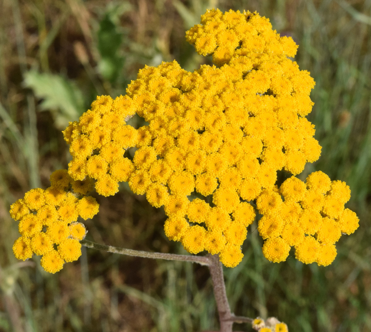 Image of Handelia trichophylla specimen.