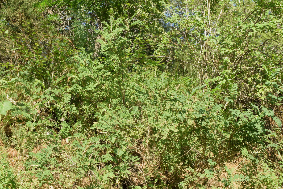 Image of Astragalus ugamicus specimen.