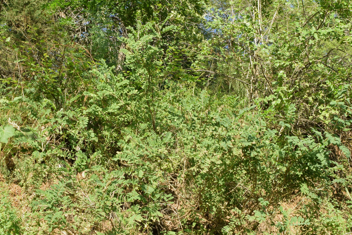 Изображение особи Astragalus ugamicus.