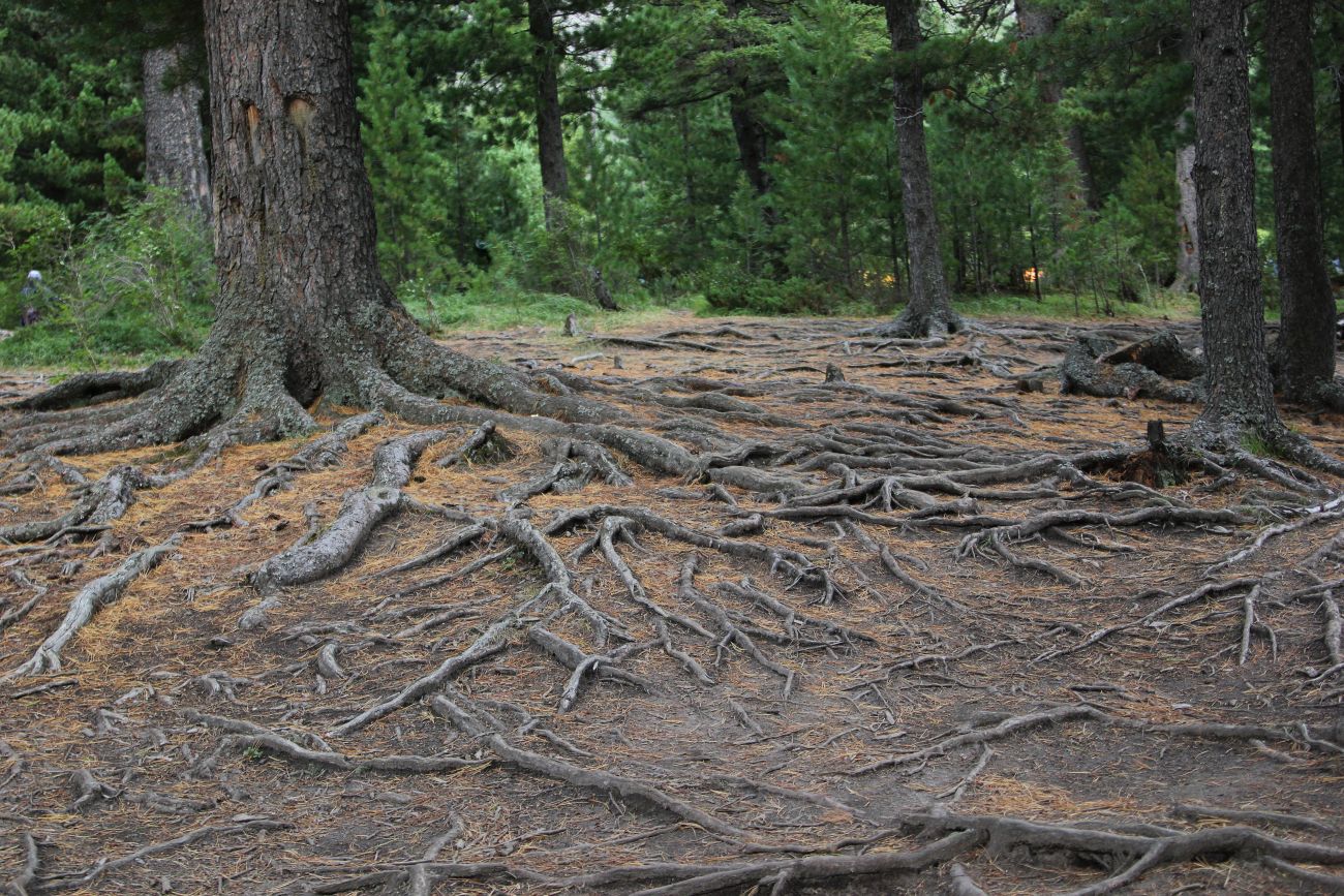 Изображение особи Pinus sibirica.