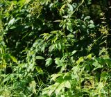 Chaerophyllum aromaticum