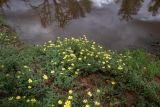 Tribulus zeyheri