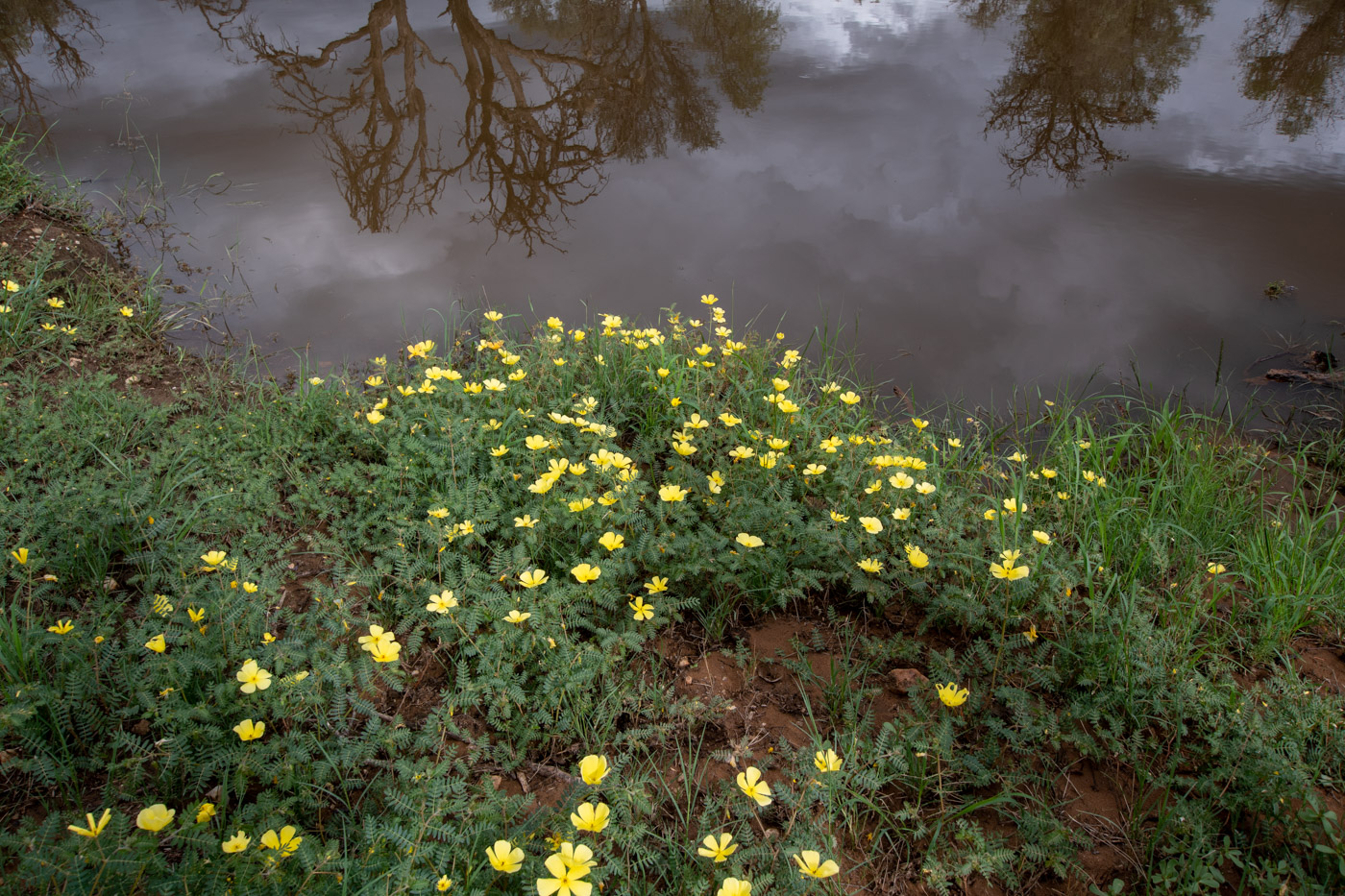 Image of Tribulus zeyheri specimen.