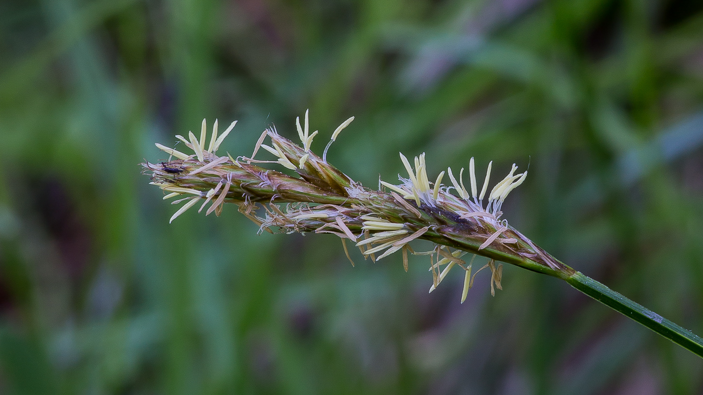 Изображение особи Carex leporina.