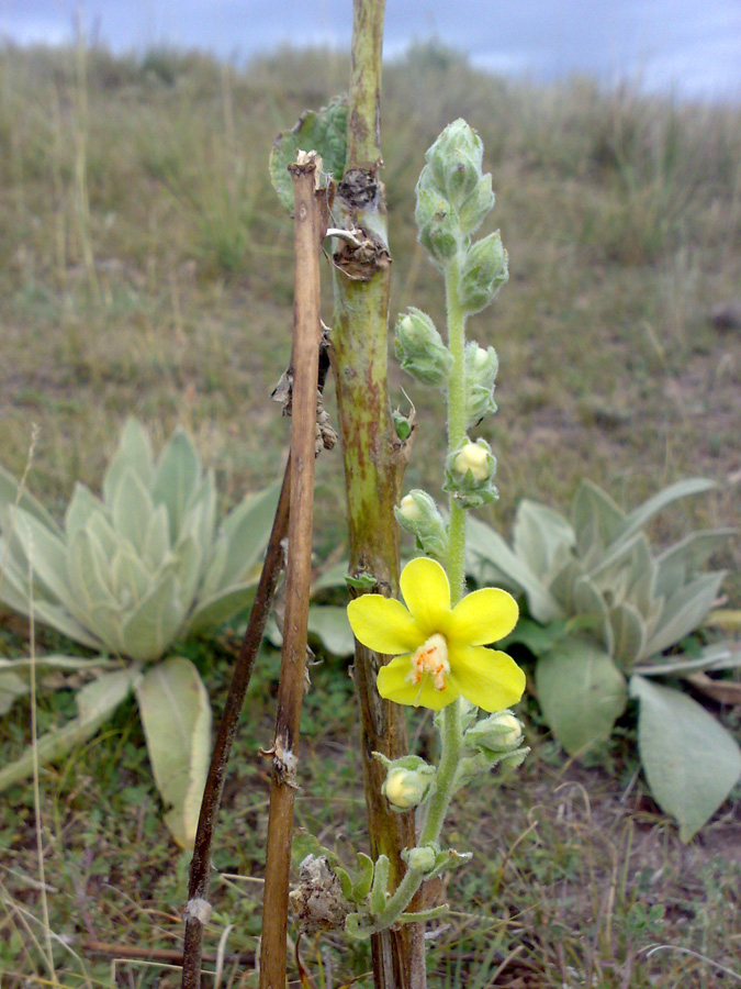 Изображение особи Verbascum songaricum.