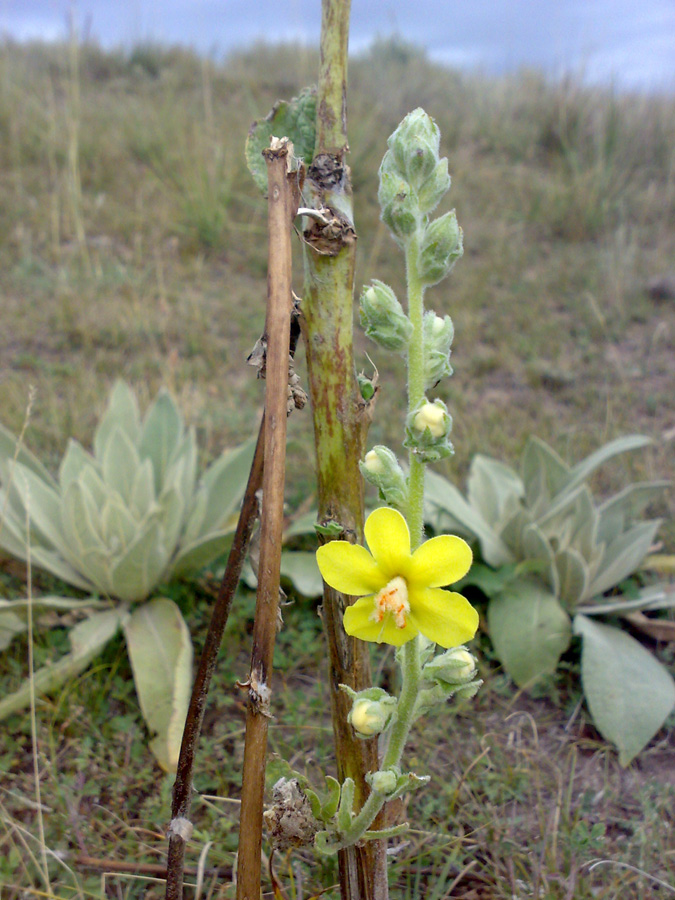 Image of Verbascum songaricum specimen.